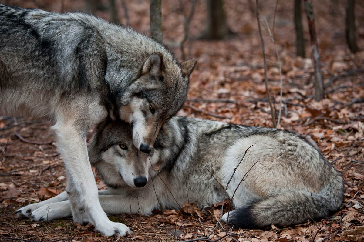 Zwei Wölfe im Wald