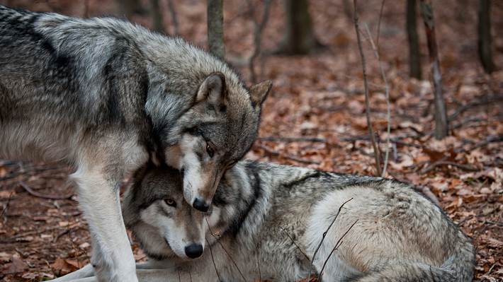 Zwei Wölfe im Wald - Foto: iStock / RamiroMarquezPhotos