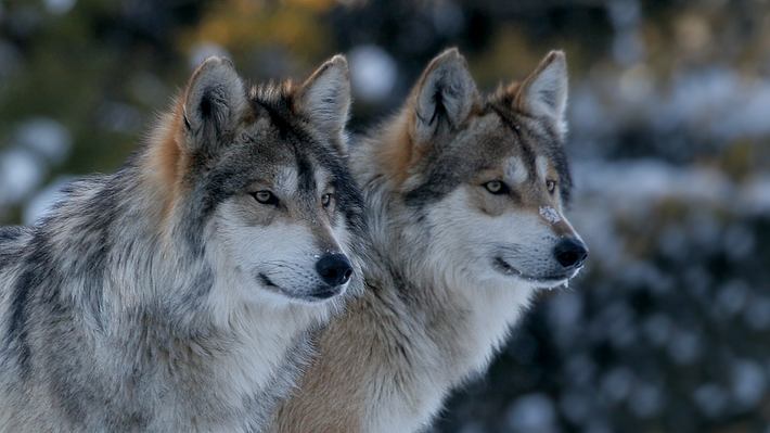 Wölfe im Winter - Foto: iStock / stevegeer