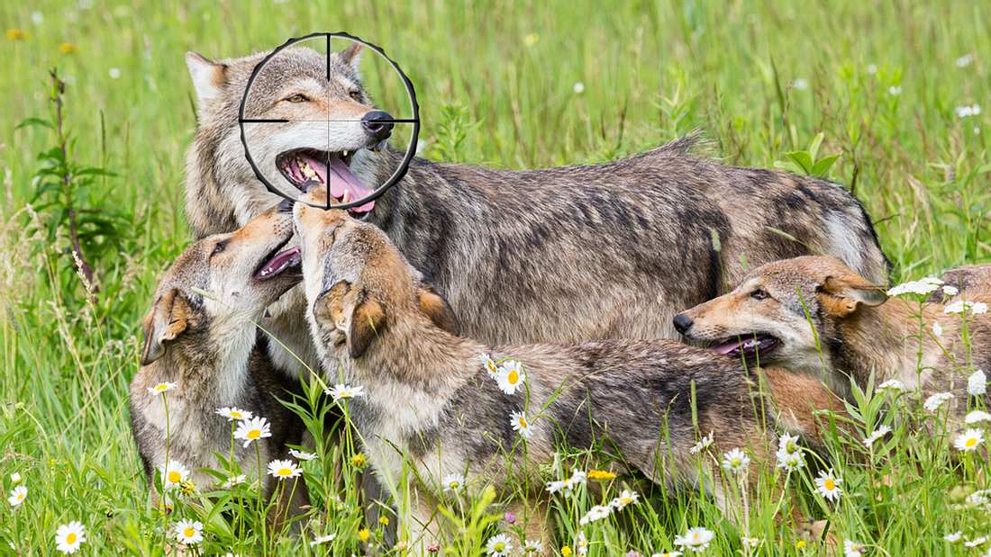 Bald zum Abschuss freigegeben? Eine glückliche Wolfsfamilie