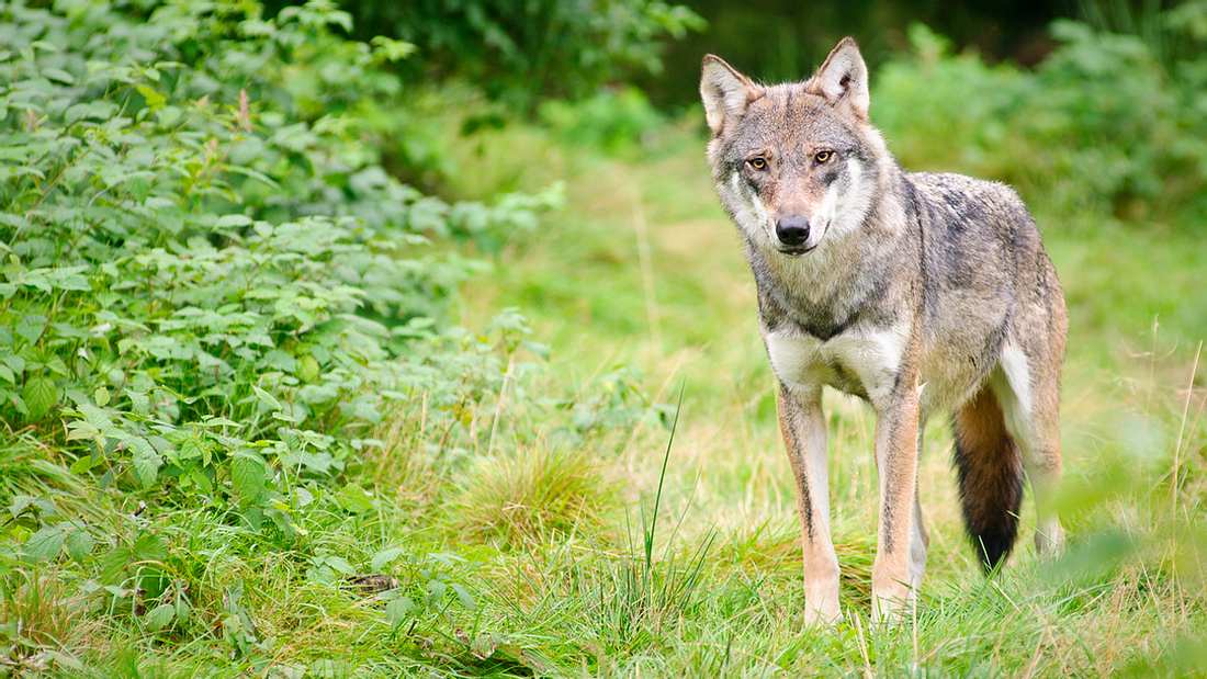 Wölfin bei Gesellschaftsjagd erschossen Wölfin bei Gesellschaftsjagd erschossen