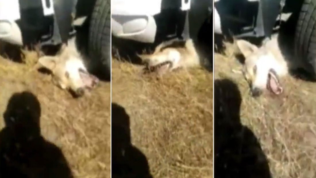 Wolf in Dagestan gefoltert. Wolf in Dagestan gefoltert.