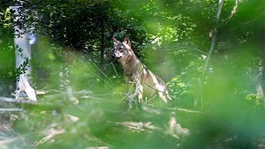 Seltene Sichtung: Das hier ist der erste Wolf, der seit 150 Jahren im Odenwald aufgetaucht ist - Foto: Twitter / NABU Hessen / Hans Oppermann