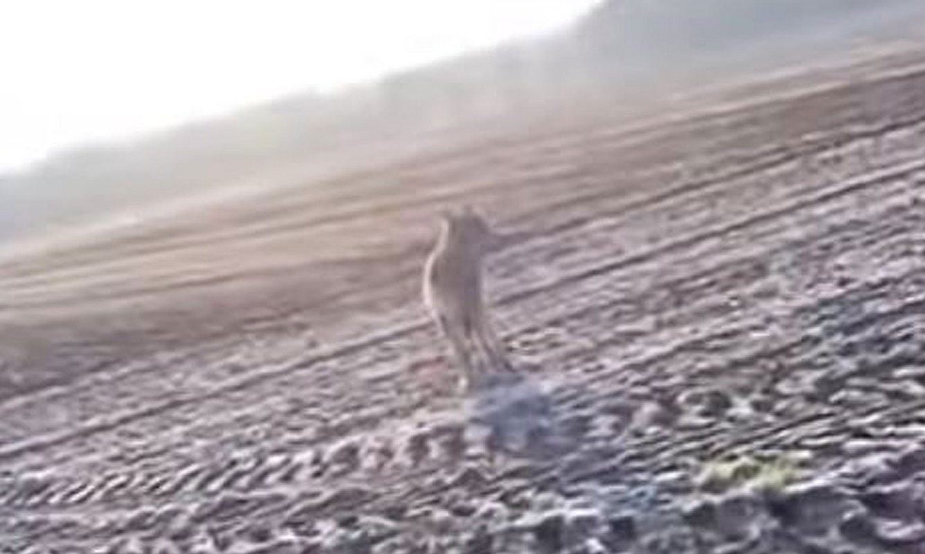 Wolf verfolgt Frau in Niedersachen - Video veröffentlicht Wolf auf Feld