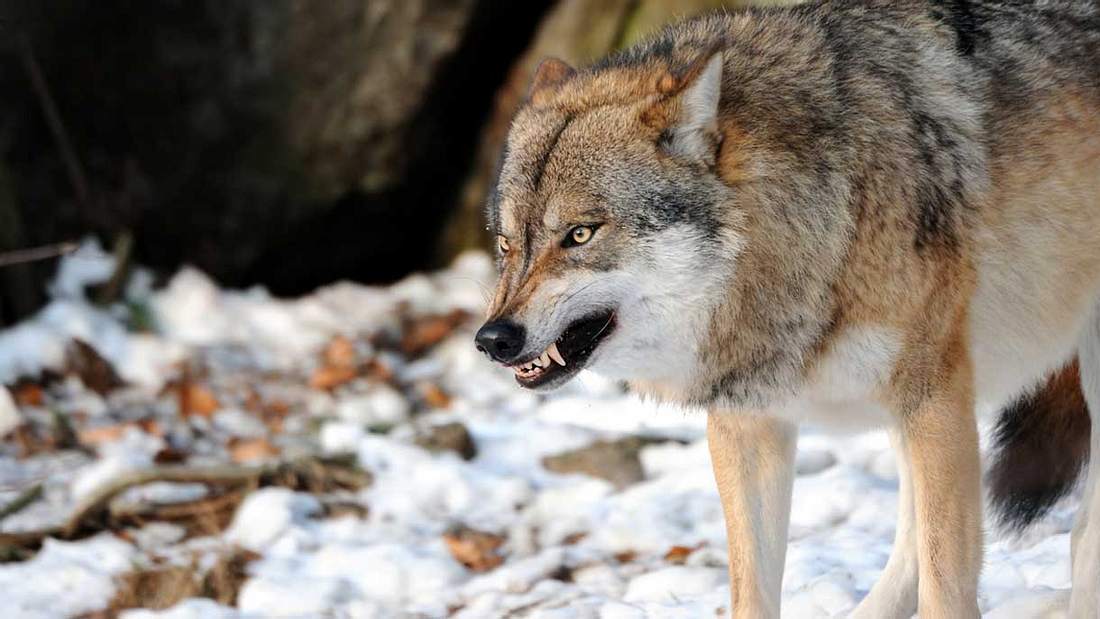 Wolf beißt Hündin die Pfote ab Wolf beißt Hündin die Pfote ab