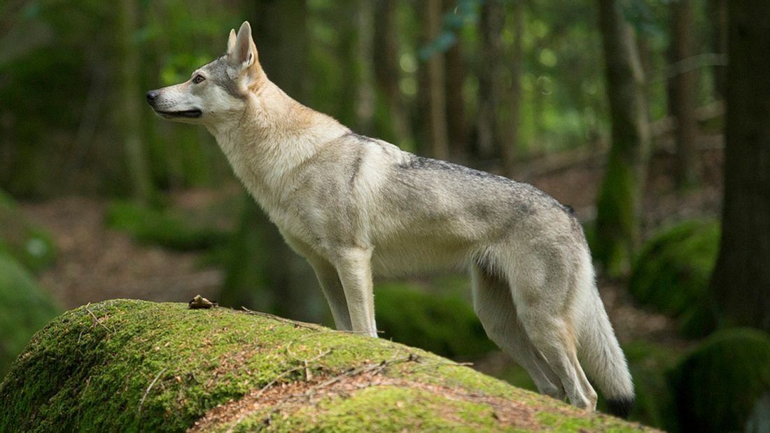 Zweiter Wolf erschossen, drei Wölfe tot Zweiter Wolf erschossen