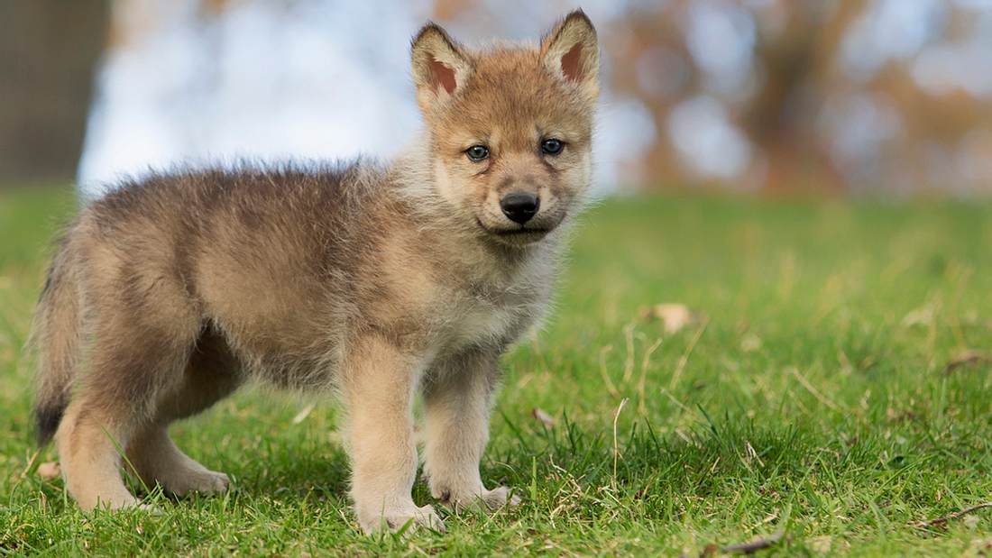 Symbolbild für Wolfsmischling Symbolbild für Wolfsmischling