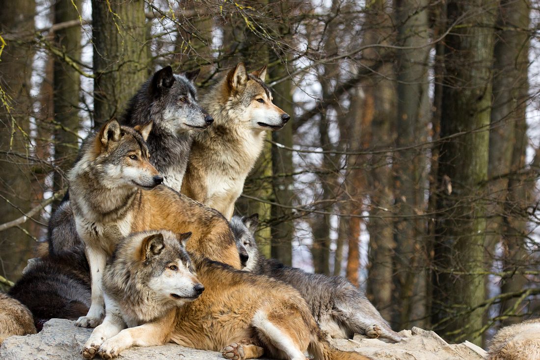 Wolfsrudel im Wald Wolfsrudel im Wald