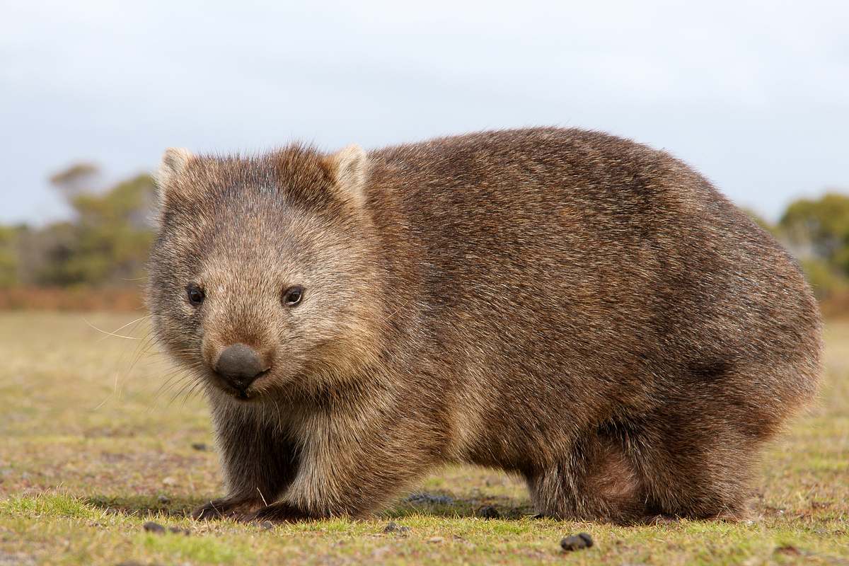 Wombat in Großaufnahme