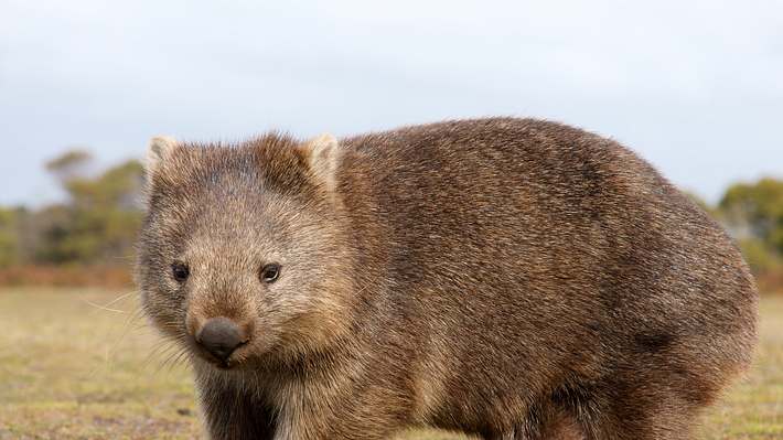 Wombat in Großaufnahme - Foto: iStock / marco3t