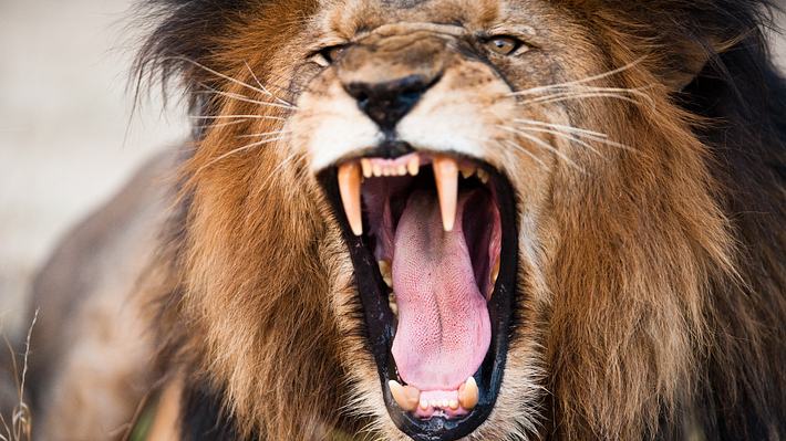 Löwe brüllt - Foto: iStock/3dan3