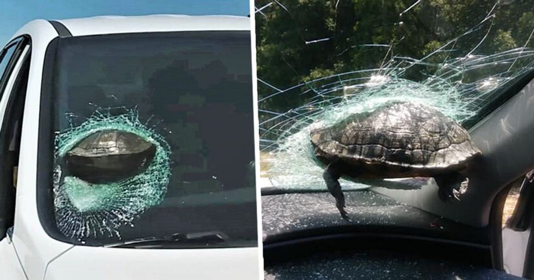 Wurde fast geköpft: Fliegende Schildkröte kracht in Windschutzscheibe Schildkröte in Windschutzscheibe