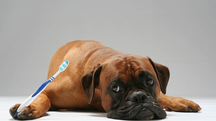 Zahnpflege beim Hund  - Foto: iStock / walik