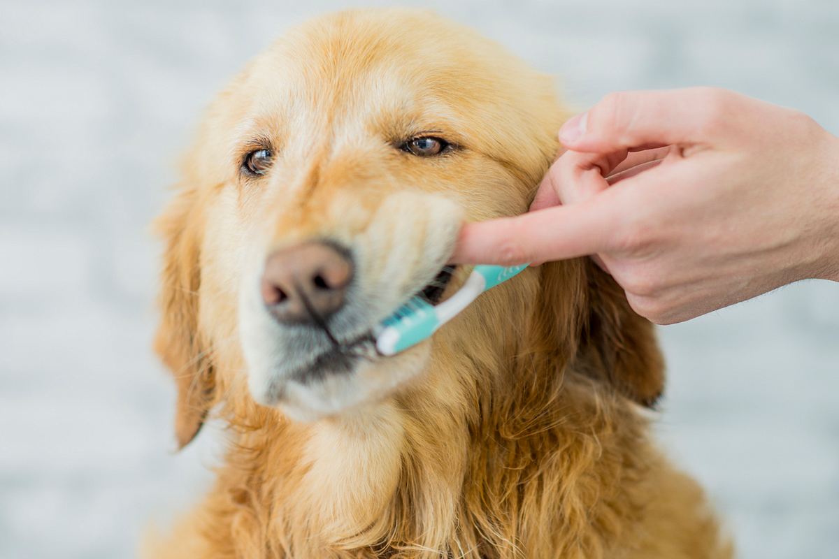 Zähneputzen beim Hund