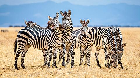 Zebras - Foto: iStock / cinoby