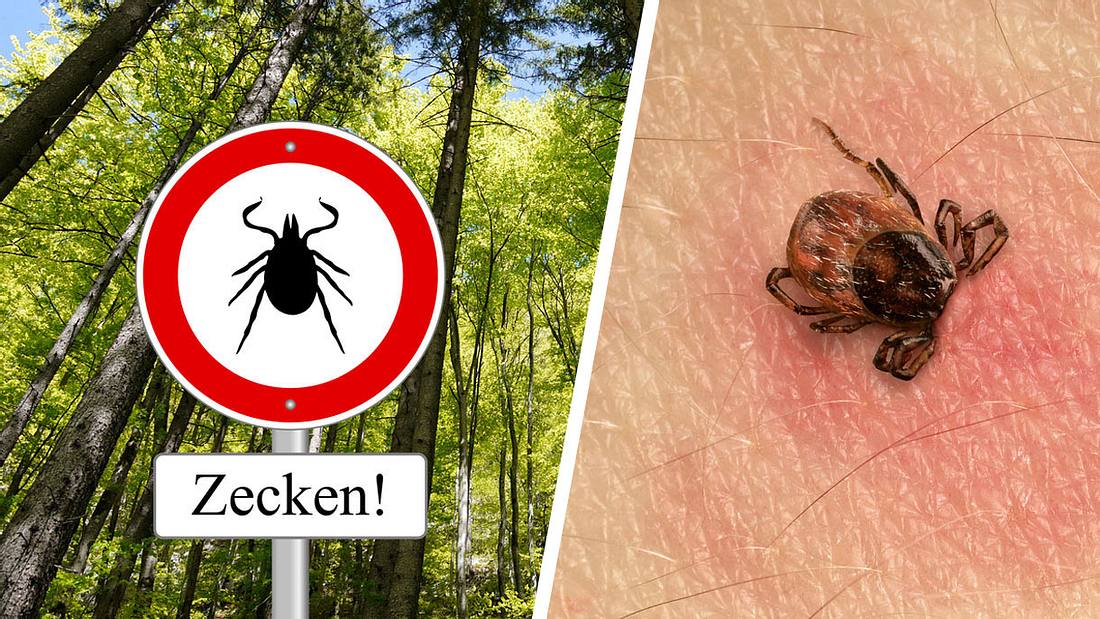Dieses Jahr gibt es besonders viele Zecken Dieses Jahr gibt es besonders viele Zecken