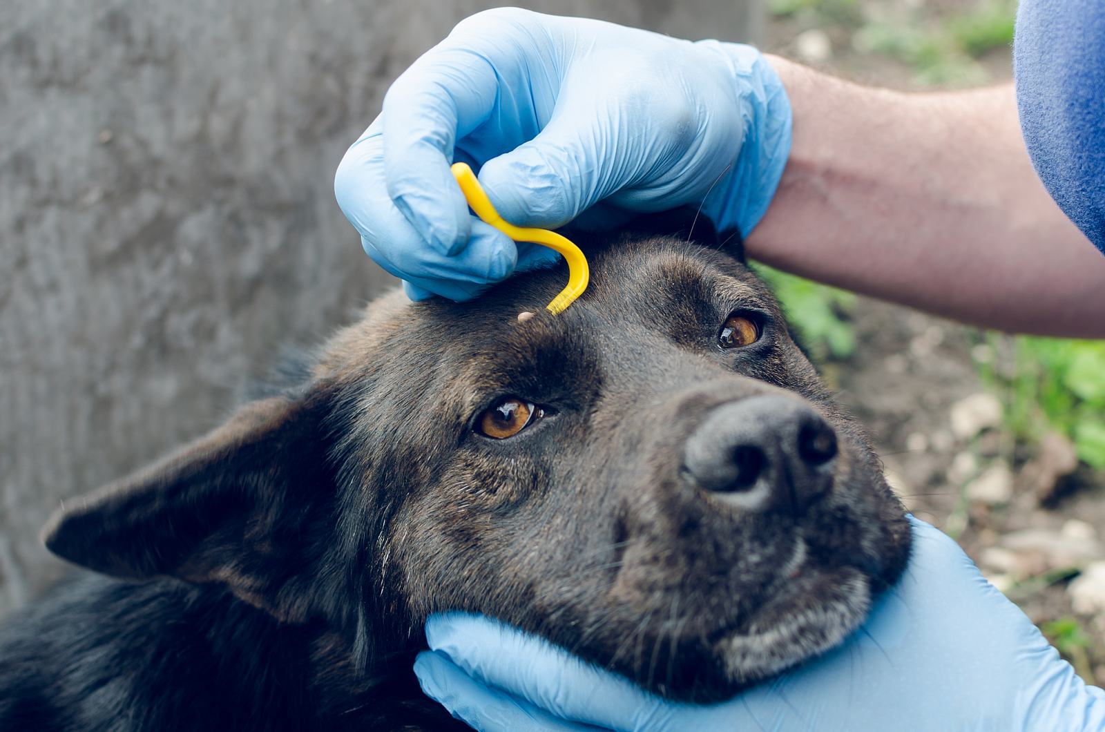 После укуса собаки сделана прививка. Пироплазмоз (бабезиоз) у собак. Клещ пироплазмоз у собак.