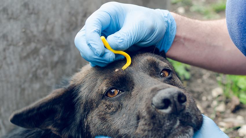 Hund wird gegen Zecken behandelt - Foto: iStock/Andrei310