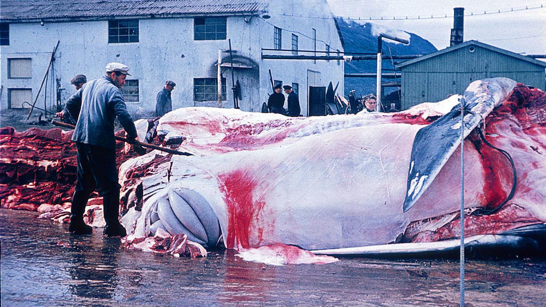 Ein Wal wird zerlegt - Foto: iStock / atlantic-kid