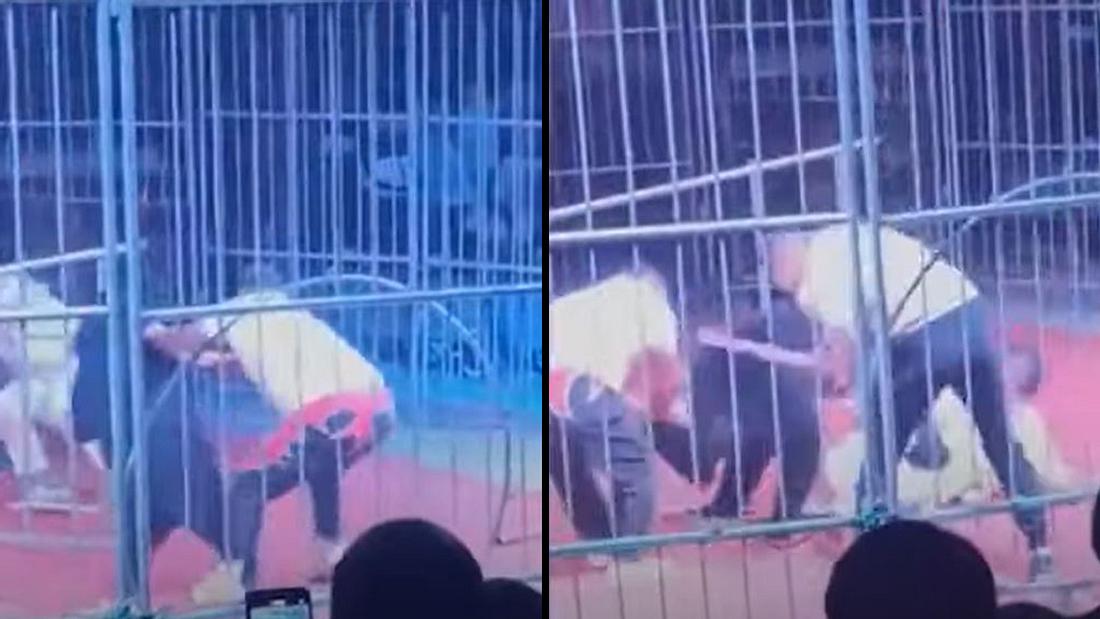 Zirkus: Bär attackiert Dompteur Zirkus: Bär attackiert Dompteur