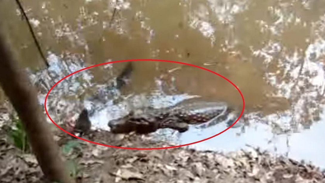 Amazonas-Fight: Zitteraal killt Monster-Krokodil mit 600-Volt-Stromstößen - Foto: Screenshot YouTube/fullheadbr