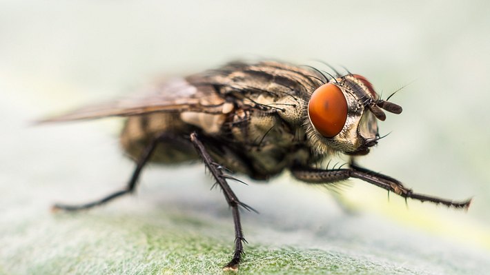 Fliege - Foto: iStock/Luis Costa