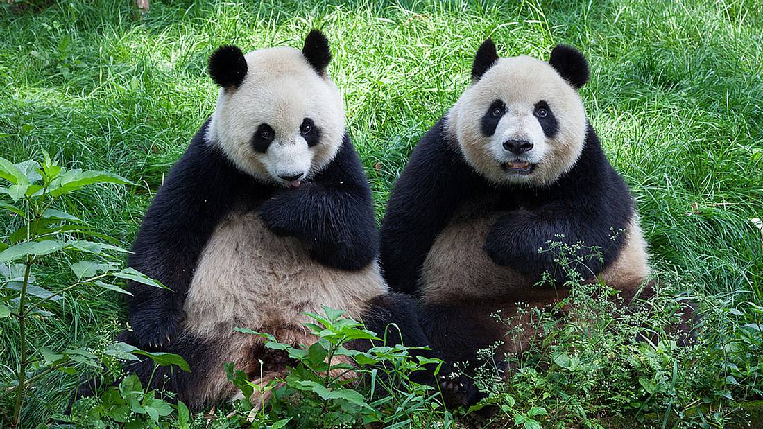 Zwei Pandabären Zwei Pandabären